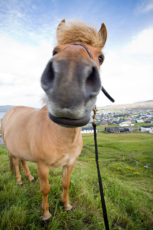 [Foto: Hest i Thorshavn] 